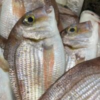 Pargo inteiro limpo (600g) congelado